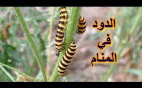 تفسير رؤية الدود في الحلم