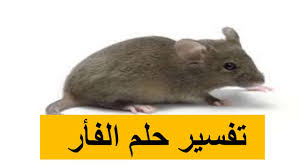 تفسير حلم الفئران بالتفصيل