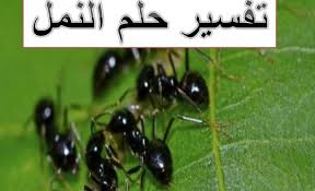 تفسير حلم النمل الاسود