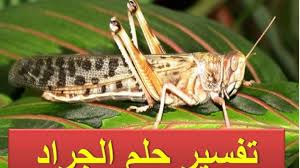 تفسير حلم رؤية الجراد في المنام بالتفصيل