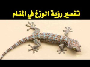 تفسير رؤية حلم الوزغ في المنام لابن سيرين