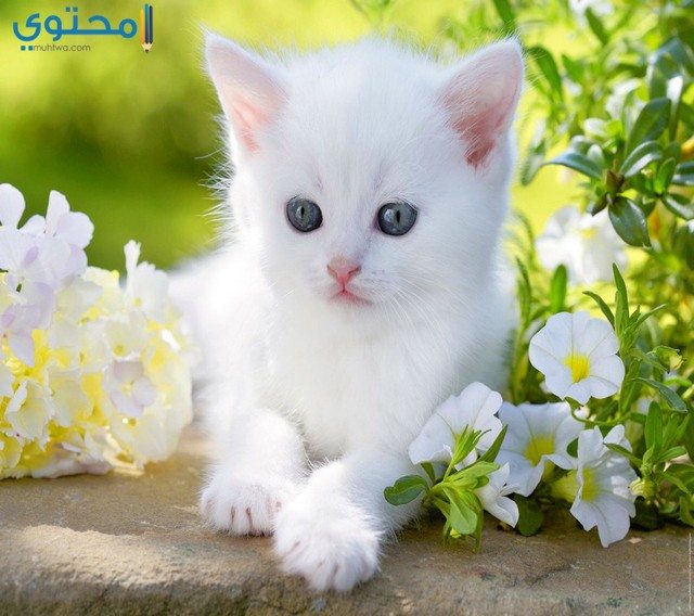صور القطط