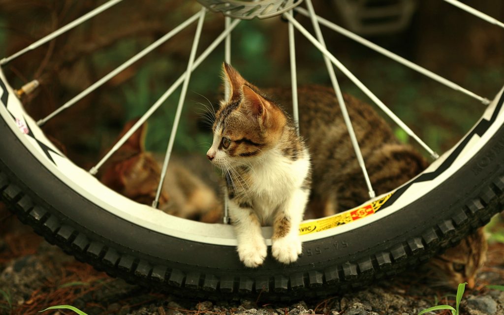 صورجميلة للفيس بوك5