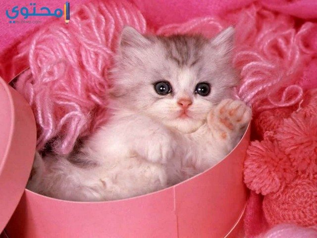 صور القطط