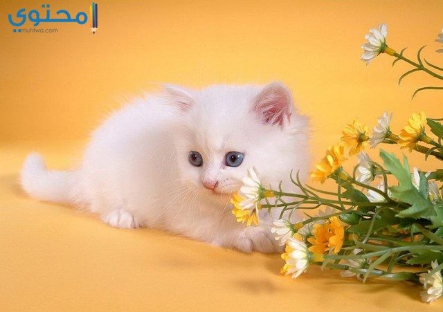 صور القطط