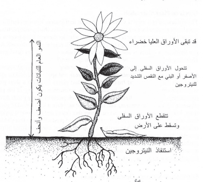 مراحل نمو الوردة 12