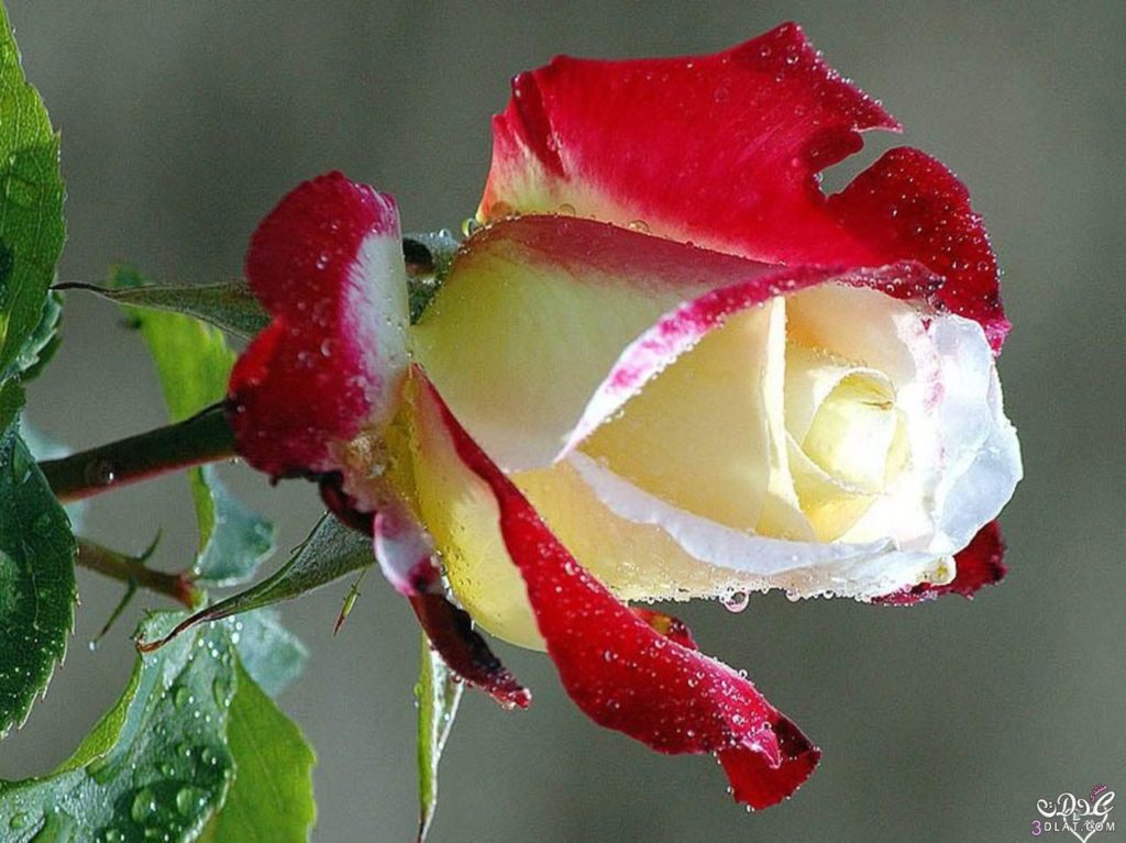 صور ورد طبيعية جميلة جدا 12