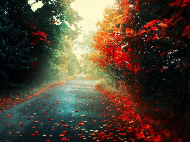 صور فخمه 15