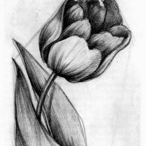 رسومات بالرصاص للمبتدئين5