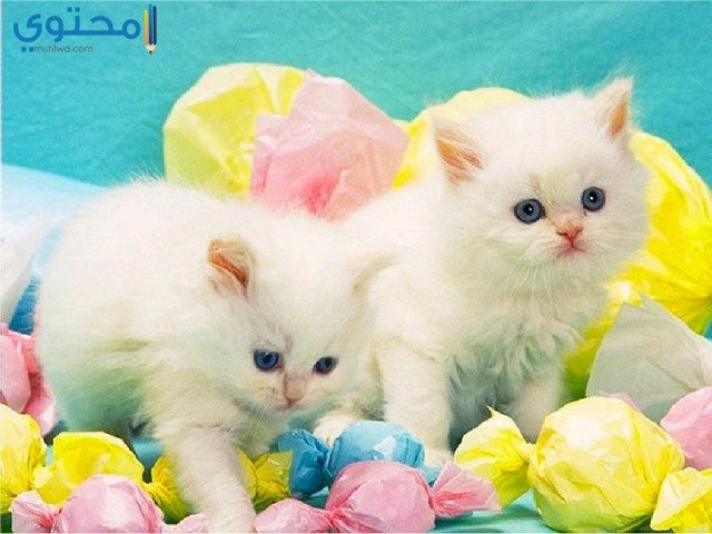 قطط كيوت4