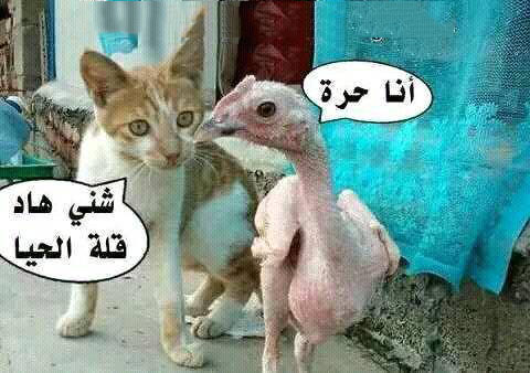 صور ضحك19