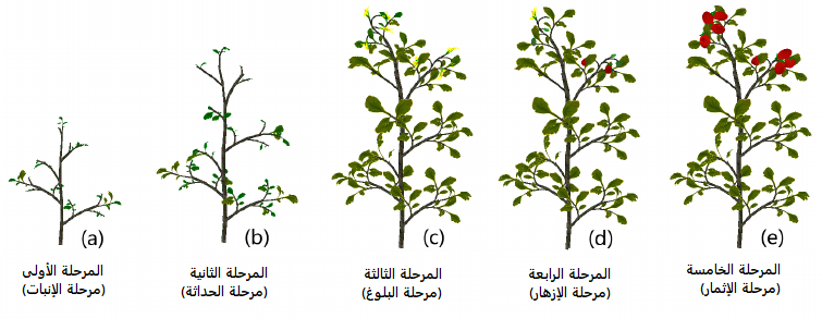 مراحل نمو النبات بالصور 2