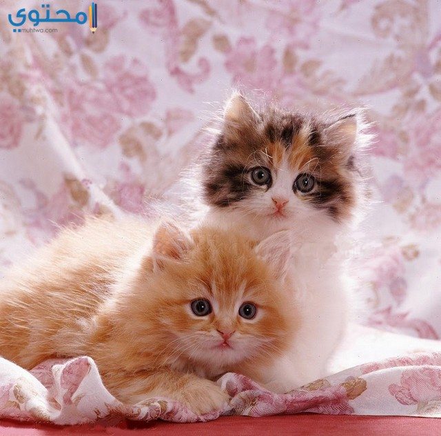 قطط جميلة وصغيرة1