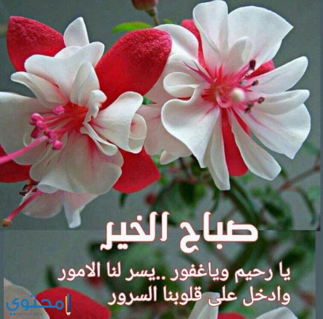 صباح الورد22