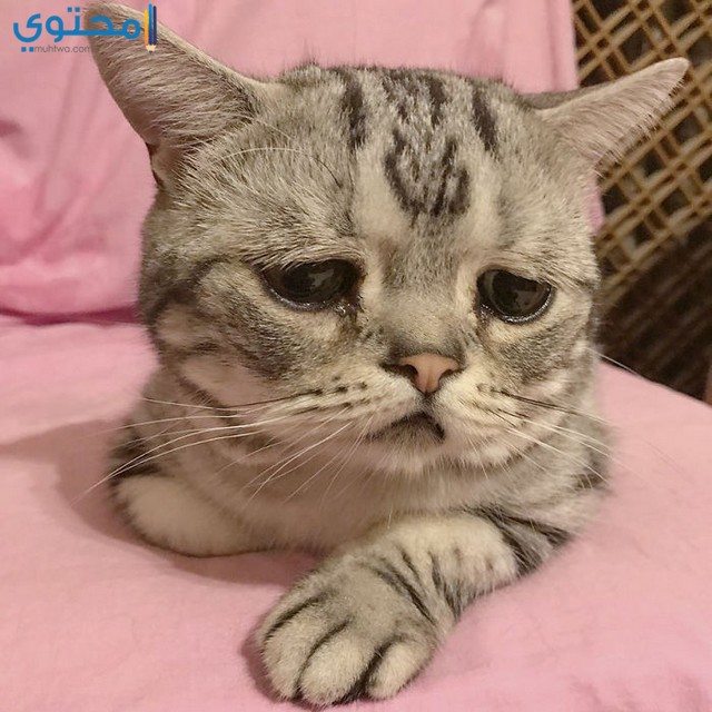 صور القطط