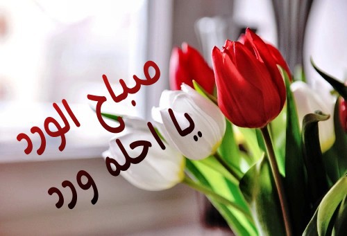 صباح الورد25