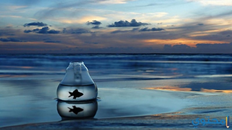 صور عن البحر5