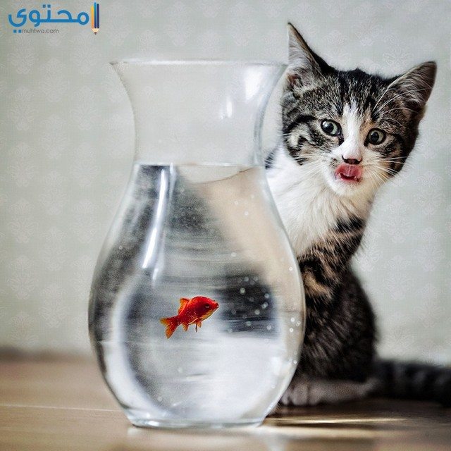 قطط جميلة3