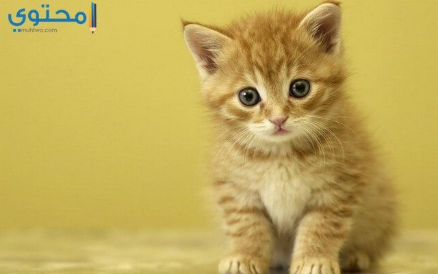 قطط جميلة وصغيرة4