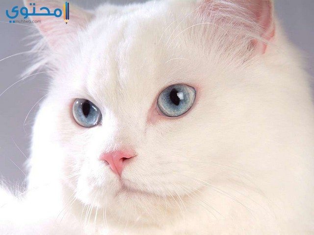 قطط جميلة5