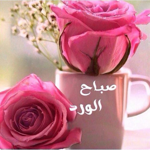 صباح الورد3