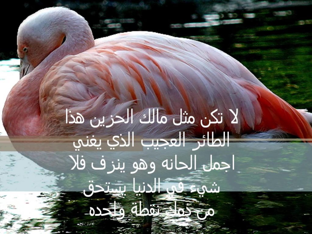 كلام جميل ومعبر ومؤثر على الصور 3
