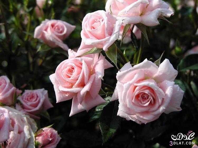 صور ورد طبيعية جميلة جدا 3