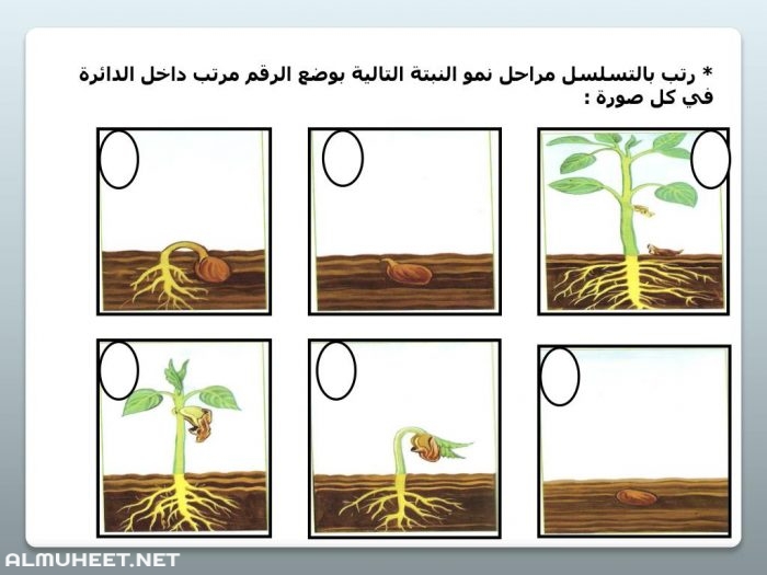 مراحل نمو الوردة 3