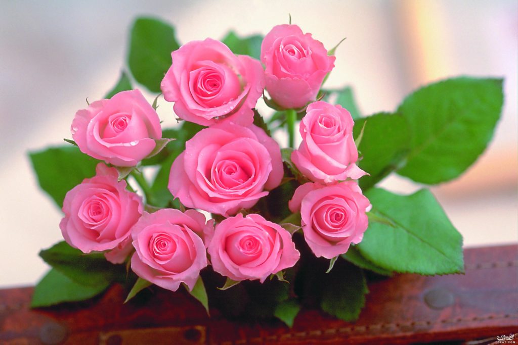 صور للورود 3