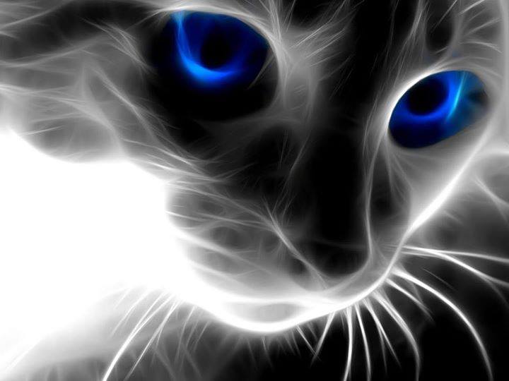 صور حيوانات 3d 3