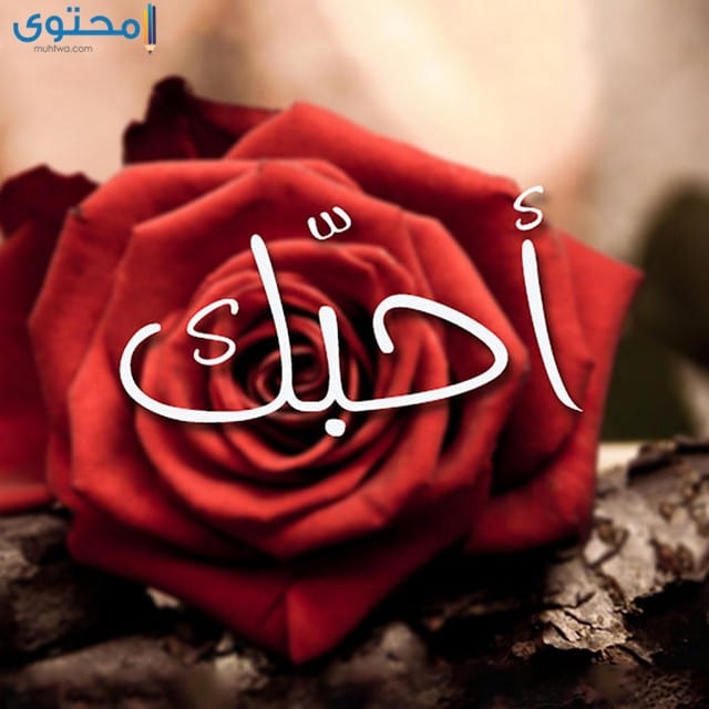 ورود رومانسية جدا5