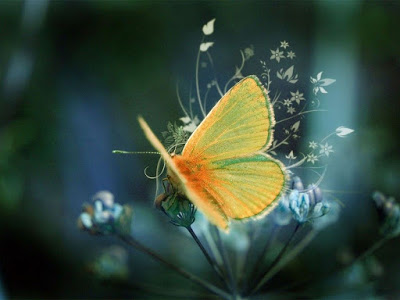 صور الشاشة31