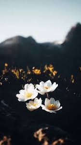 صور فخمه 30