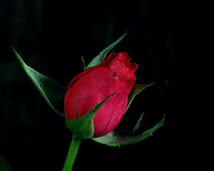 ورود رومانسية متحركة3