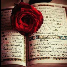 صور القرآن37