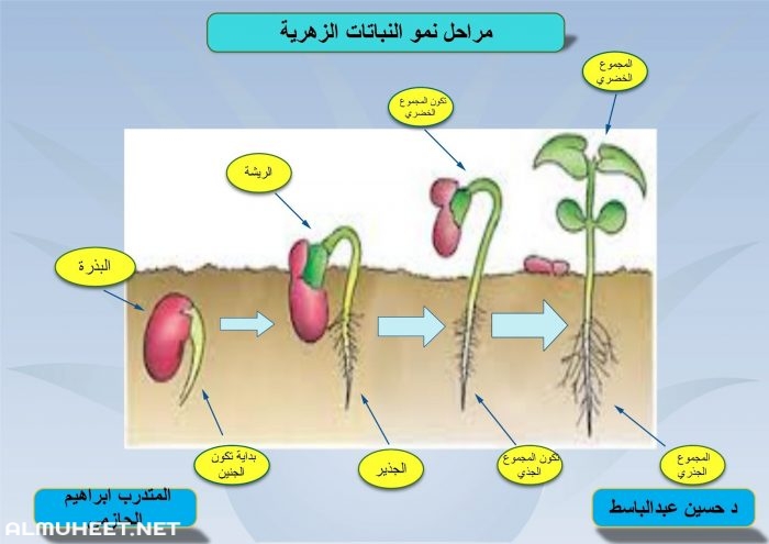 مراحل نمو الوردة 4