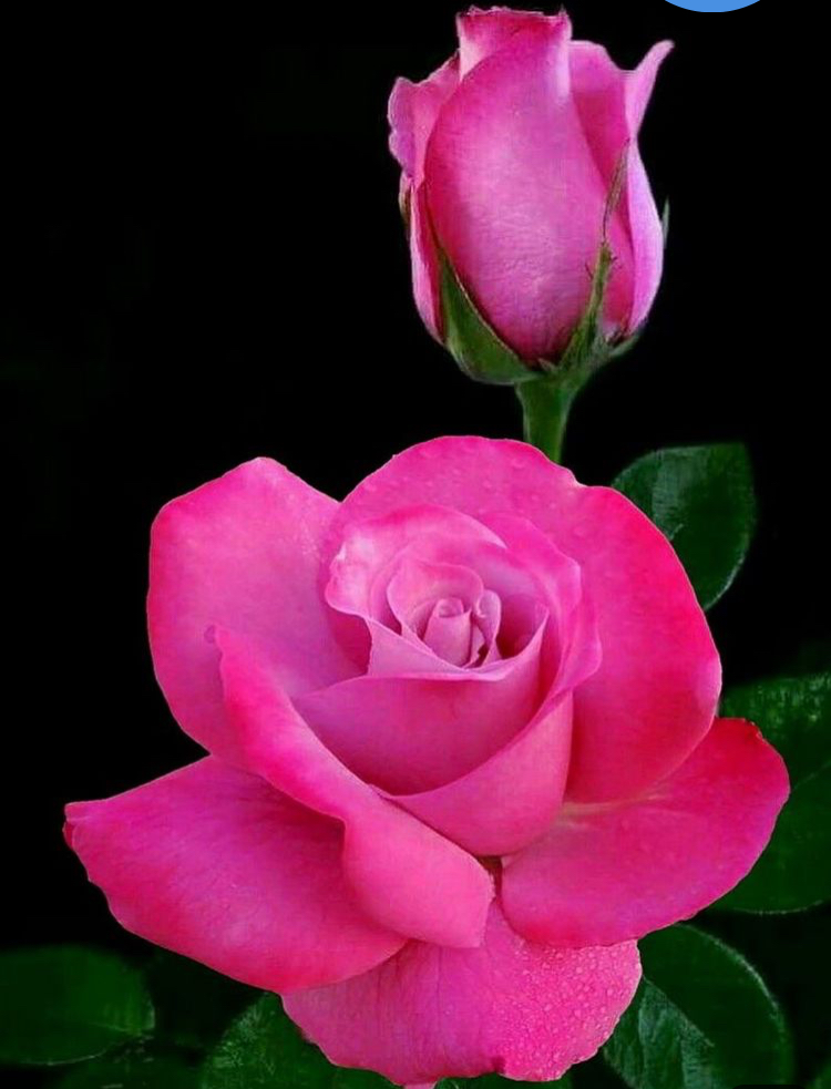 صور للورود