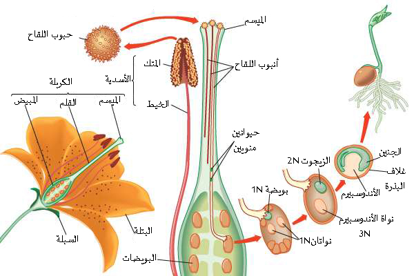 رسم مراحل نمو النبات للأطفال 4