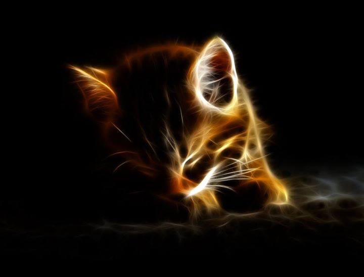 صور حيوانات 3d 5