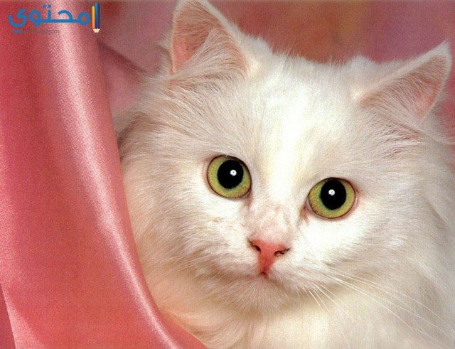 صور القطط