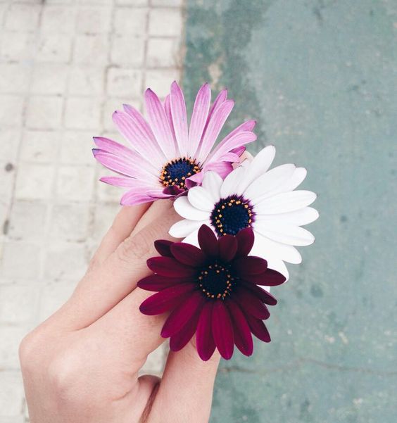 خلفيات ورد طبيعى 6