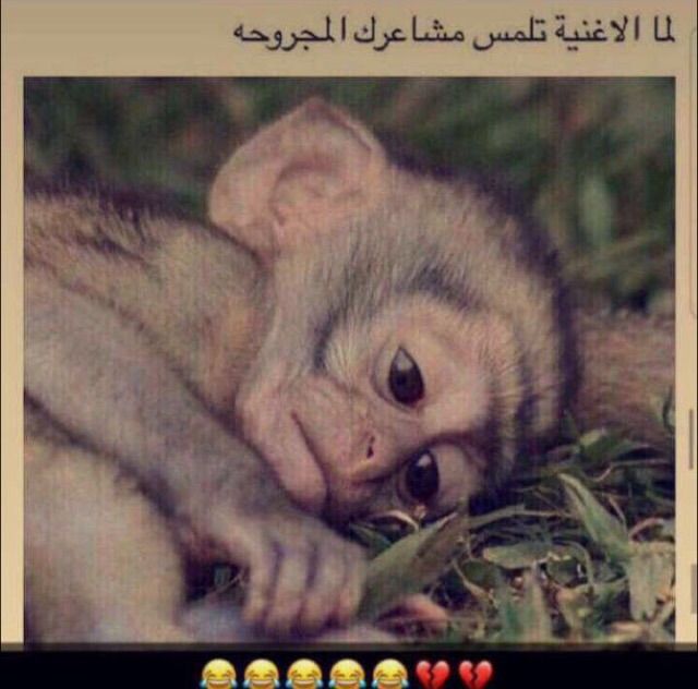 صور ضحك6