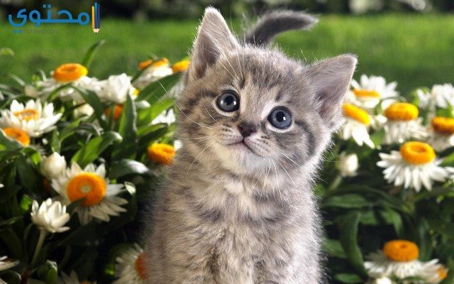 صور القطط1