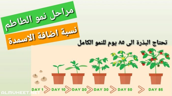 مراحل نمو الوردة 7