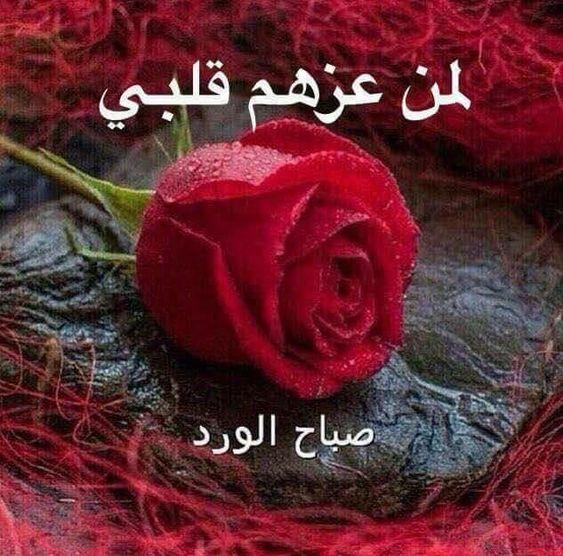 صباح الورد 7