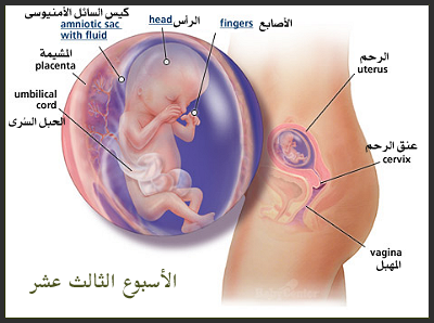 مراحل نمو الجنين داخل الرحم 8