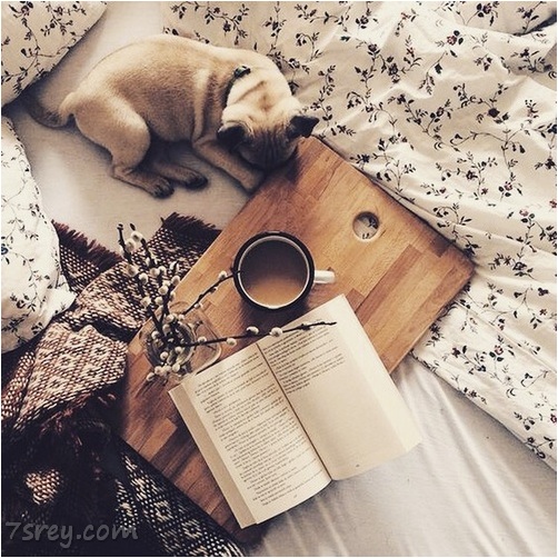 احلى صور حيوانات جميلة 8