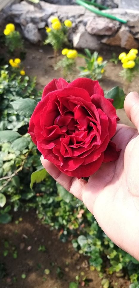 ورد طبيعي بالصور 8