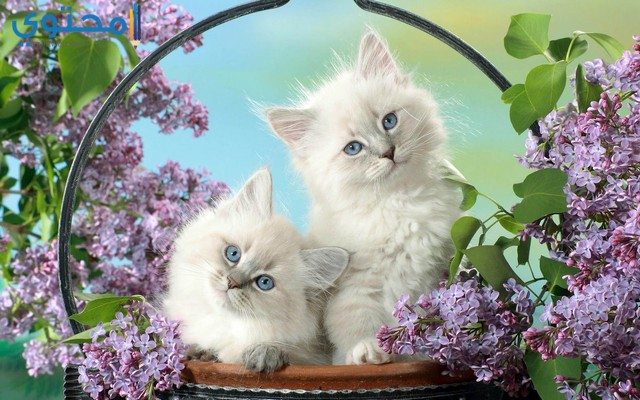 صور القطط