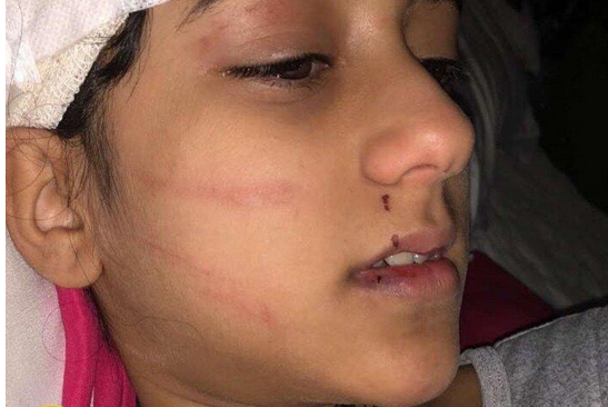 قصة مايا مع النمر